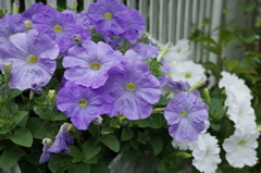 R0352350　夏色