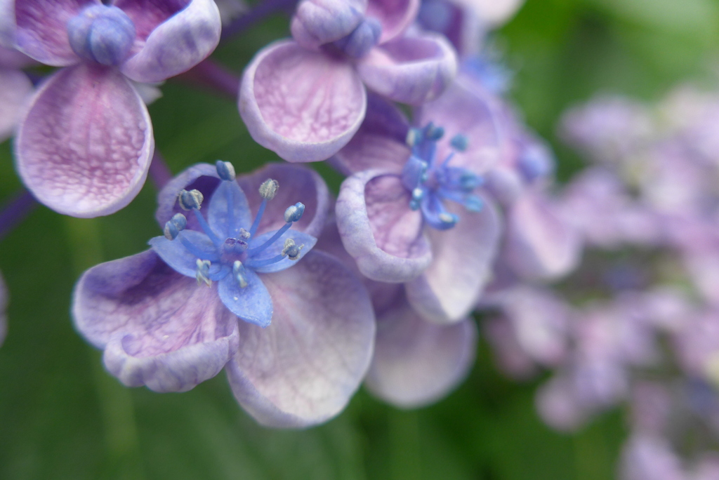 P1300651　ポップコーン（あじさい）