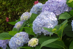 P1230263　公園の紫陽花