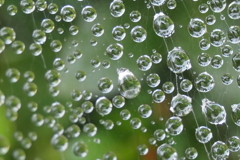 P1080841　蜘蛛の糸と雫