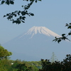 P1090170　緑と富士山