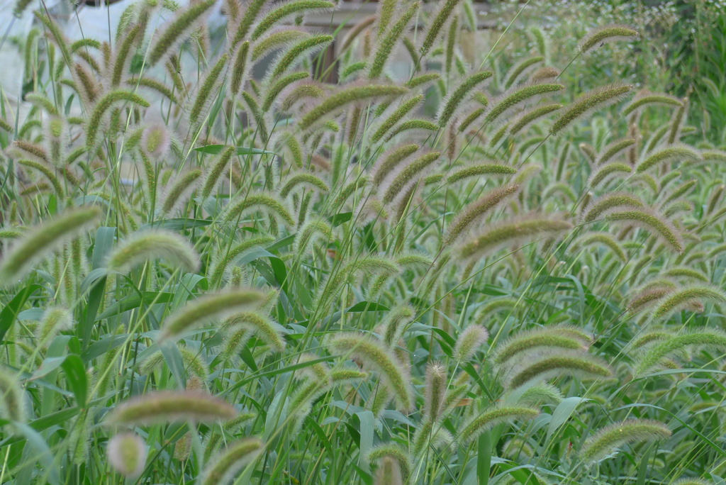 P1360408　エノコログサ