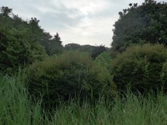 夏草や…