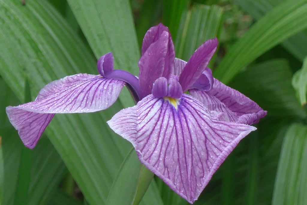 P1230139花菖蒲