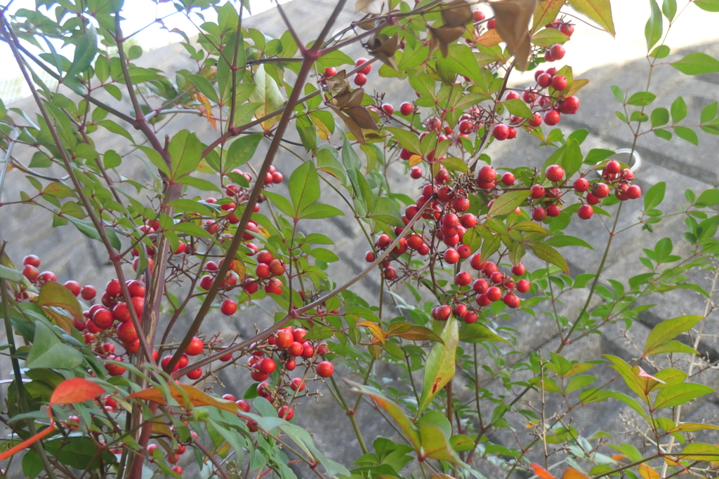 P1081011　ナンテン