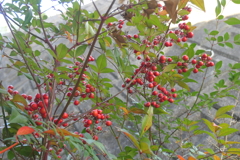 P1081011　ナンテン