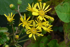 P1390240　ツワブキ