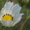 P1034515　コスモス