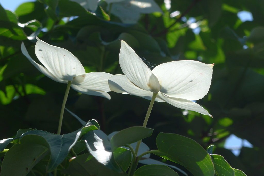 P1320981　ヤマボウシ