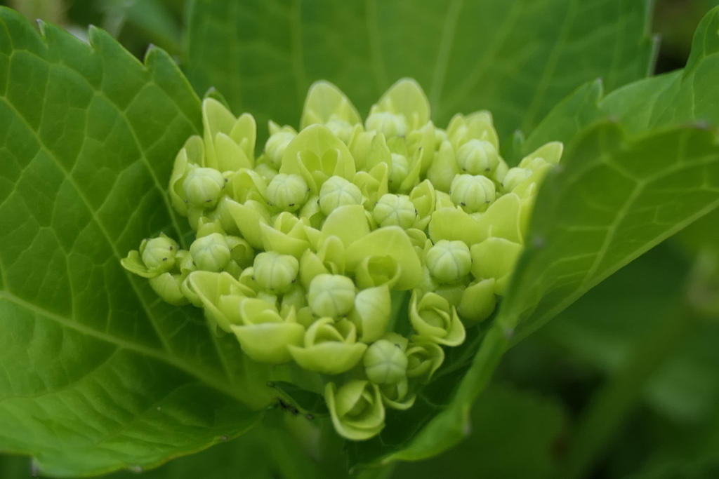 P1080303　始まり