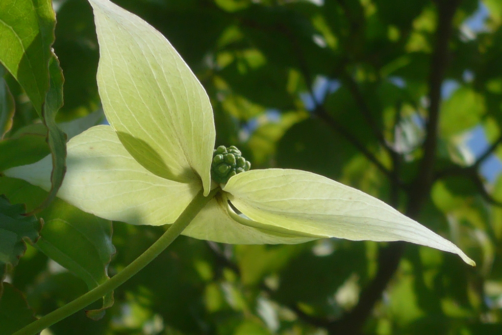 P1220618　ヤマボウシ