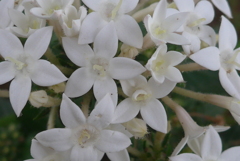 P1330678　誠実（花言葉）