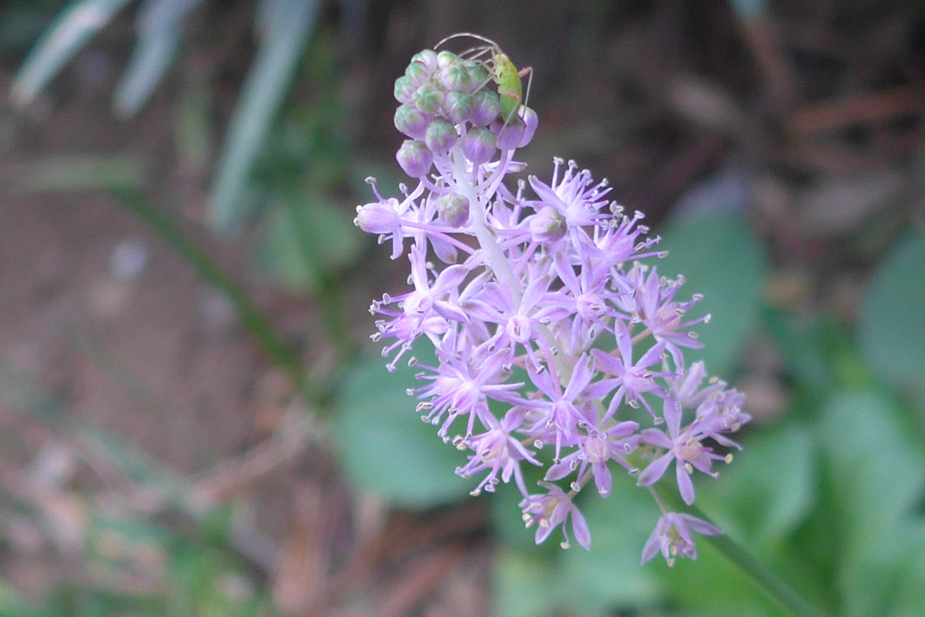 P1390035　野の花