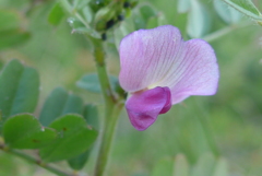 P1130680　春の野の花