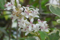 P1380562　垣根の花