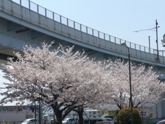 P1080105　街の桜
