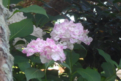 P1380798　愛らしく咲く