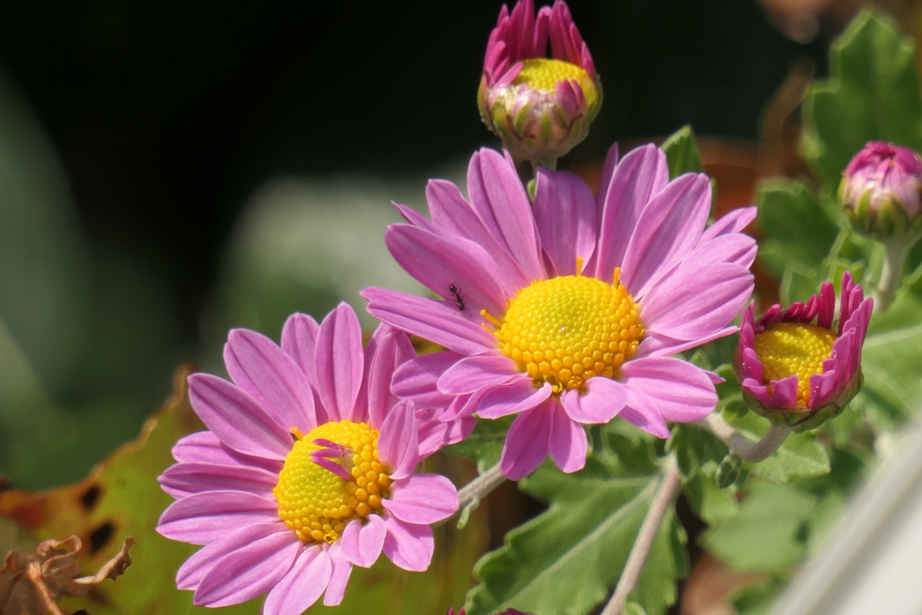 P1080926　小菊さん