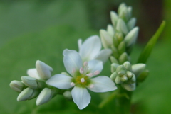 P1120009　ソバ