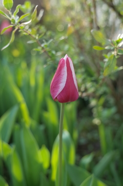 R0352226　チューリップ