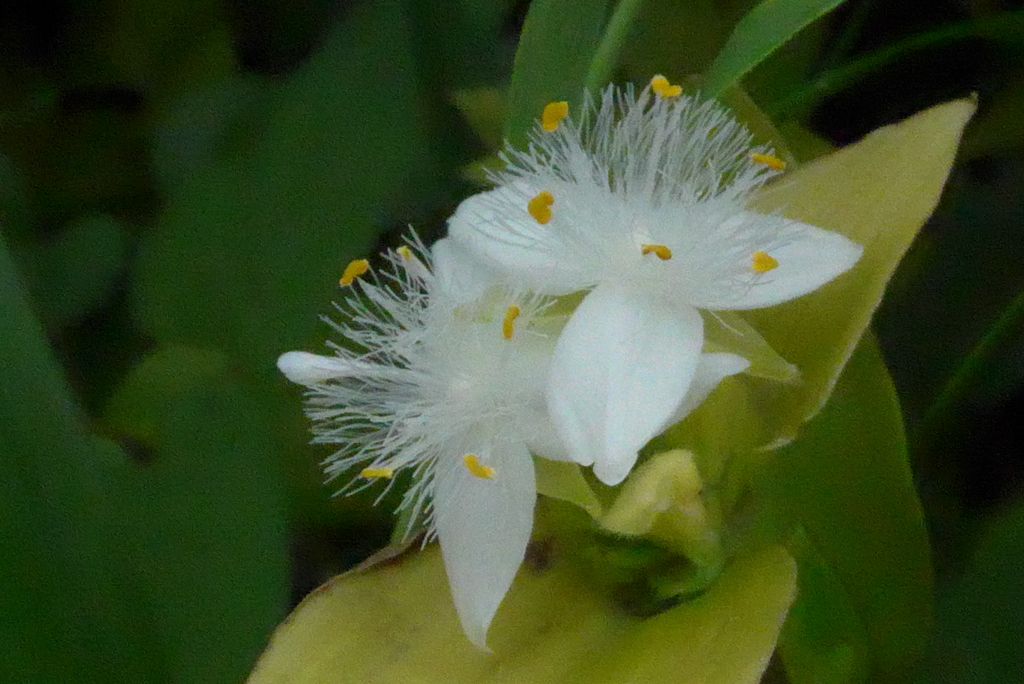 P1320750　トキワツユクサ