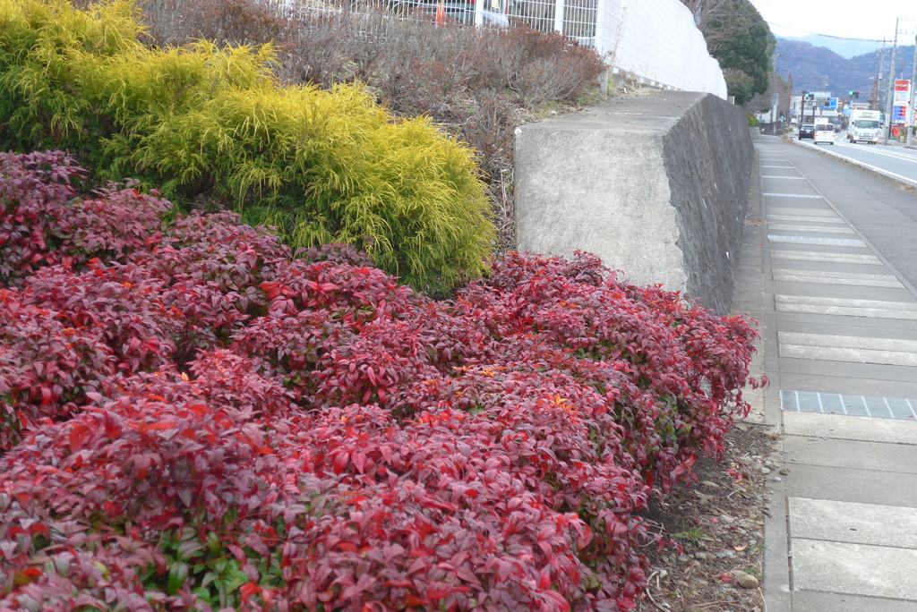 P1340812　散歩道