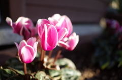 R0354156　ガーデンシクラメン