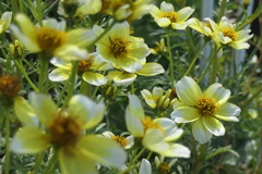 P1080901　ウインターコスモス