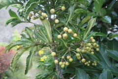 P1080954　白いマンリョウ