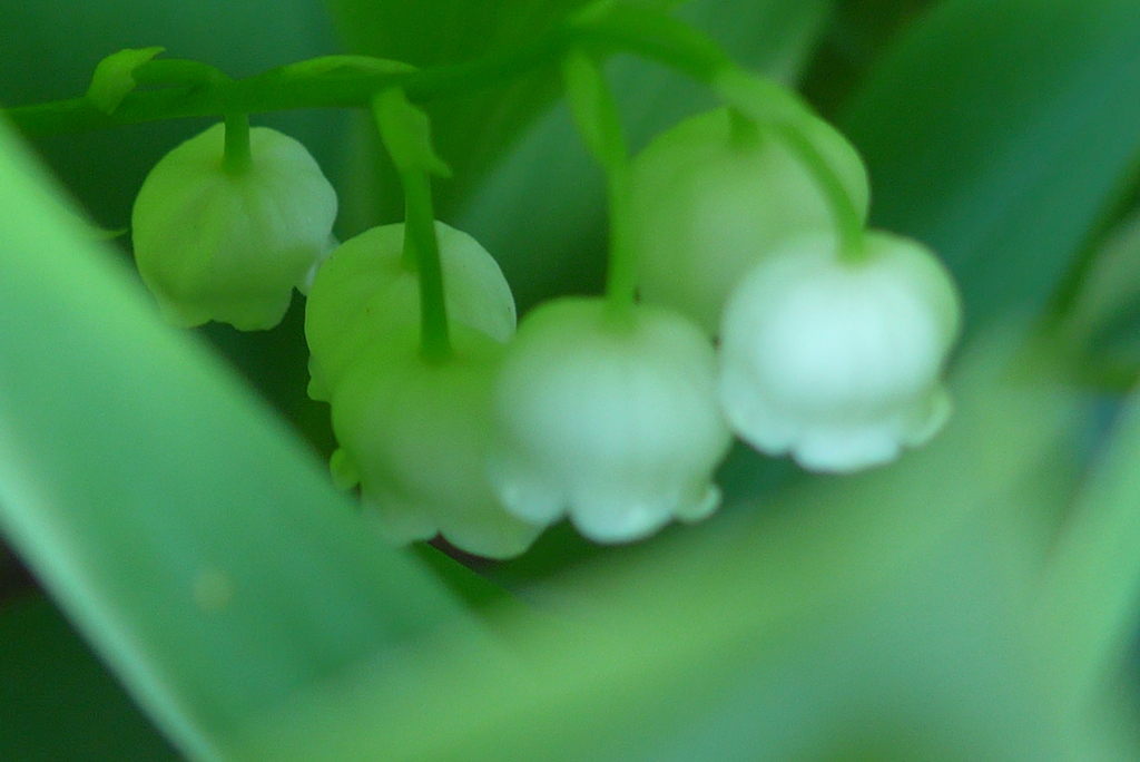P1380351　すずらん