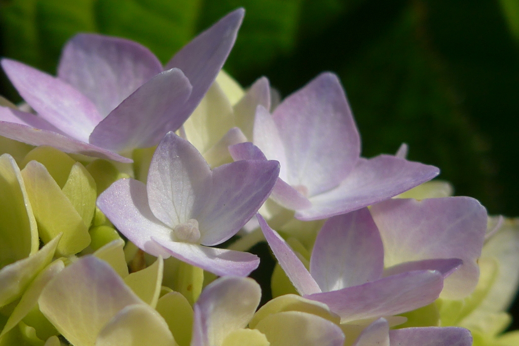 P1220849　あじさい