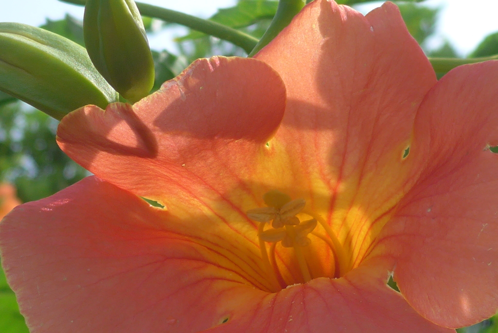 P1360285　夏の陽に