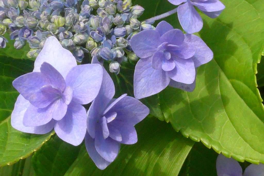 P1230347　あじさい