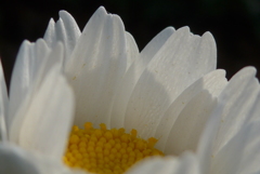 P1130683　めざめ