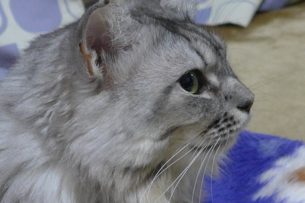 「…ネコ歩き」を観てます。