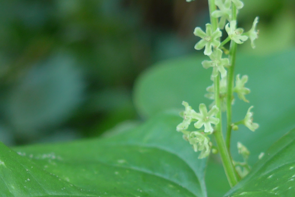 P1110610　はじめまして