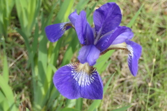 P1080159　ミニアヤメ