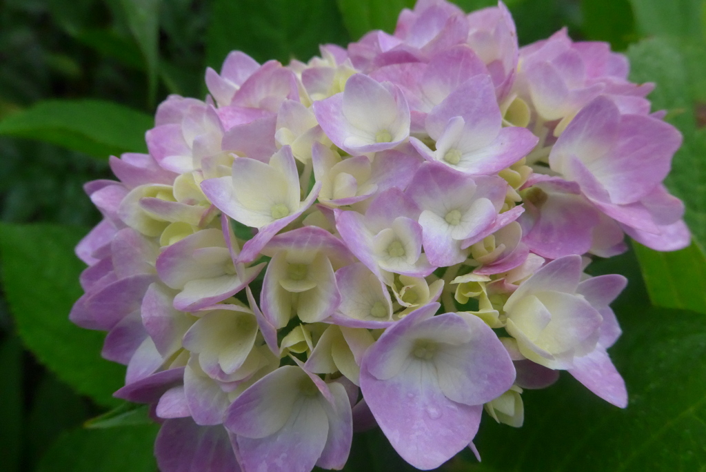 P1230091　あじさい