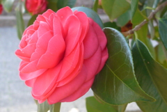 P1070770　虚栄…