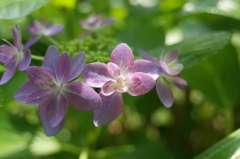 R0353184　ダンスパーティー