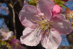 P1290393　河津桜