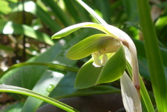 P1350170　春蘭
