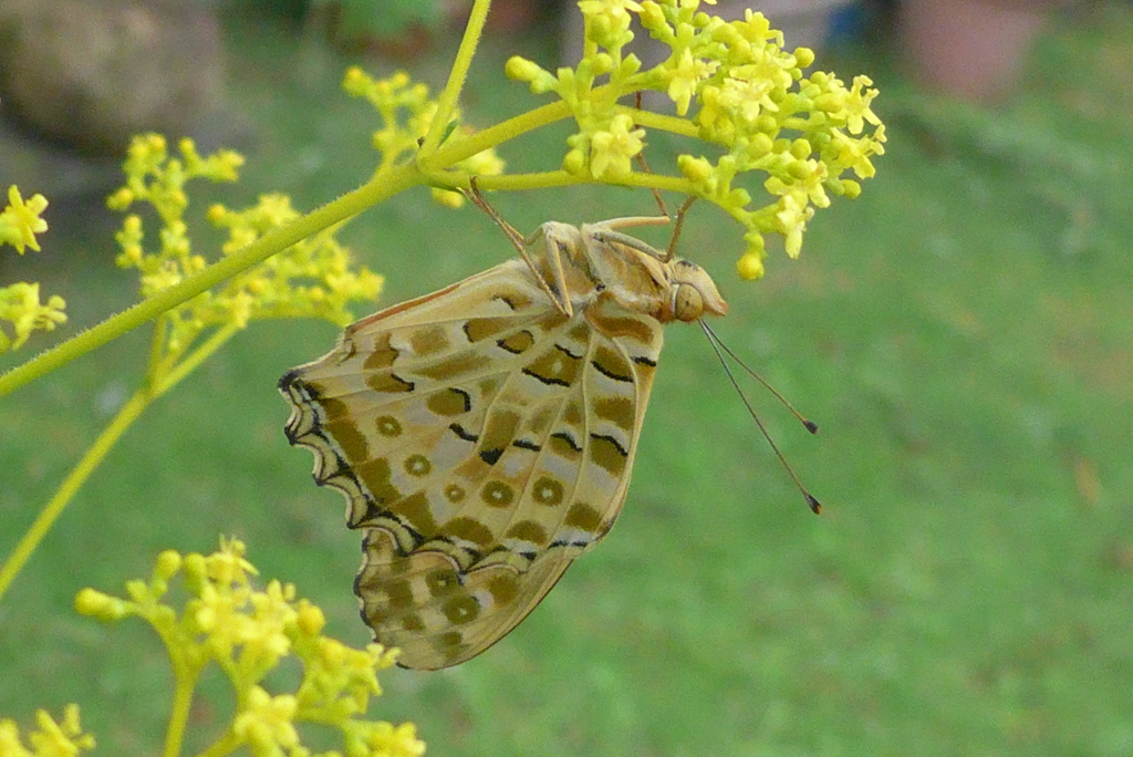 P1240179　オミナエシと蝶々