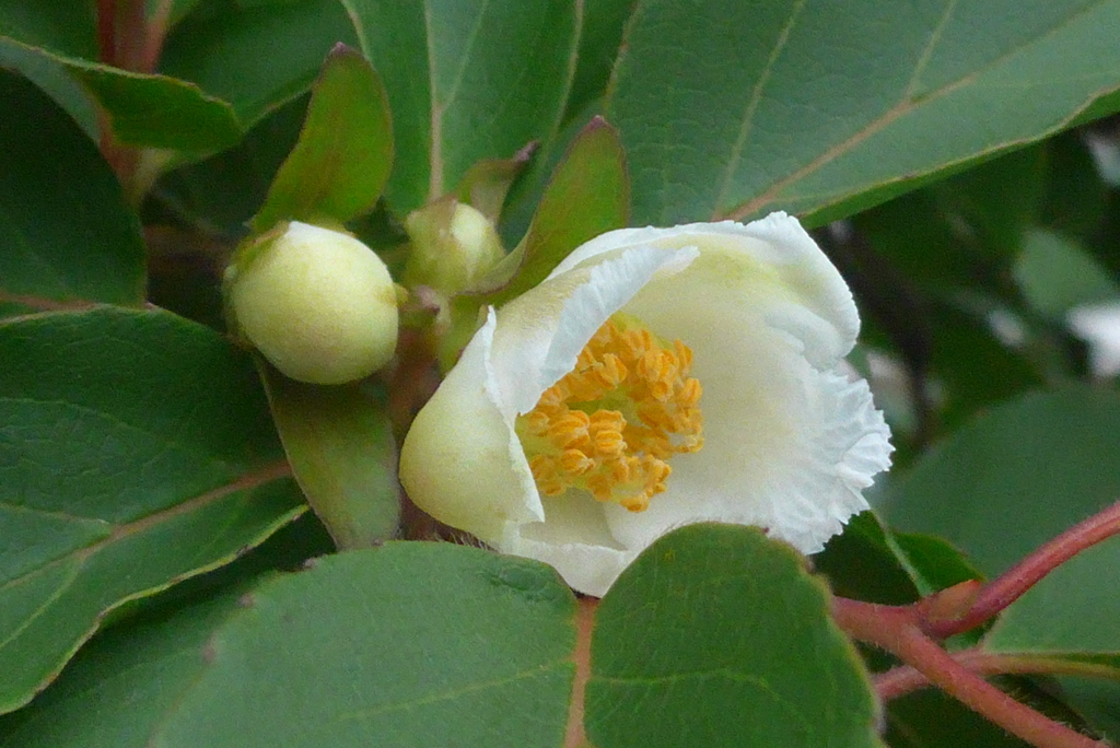 P1230045　ヒメシャラ