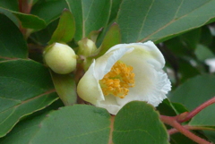 P1230045　ヒメシャラ