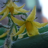 P1340337　寒そうなトマトの花