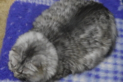 カビタダイフク…？　だ～れ？そんなこと言うの…