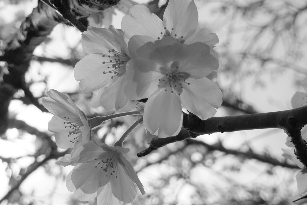 P1001176 (2)　大島桜