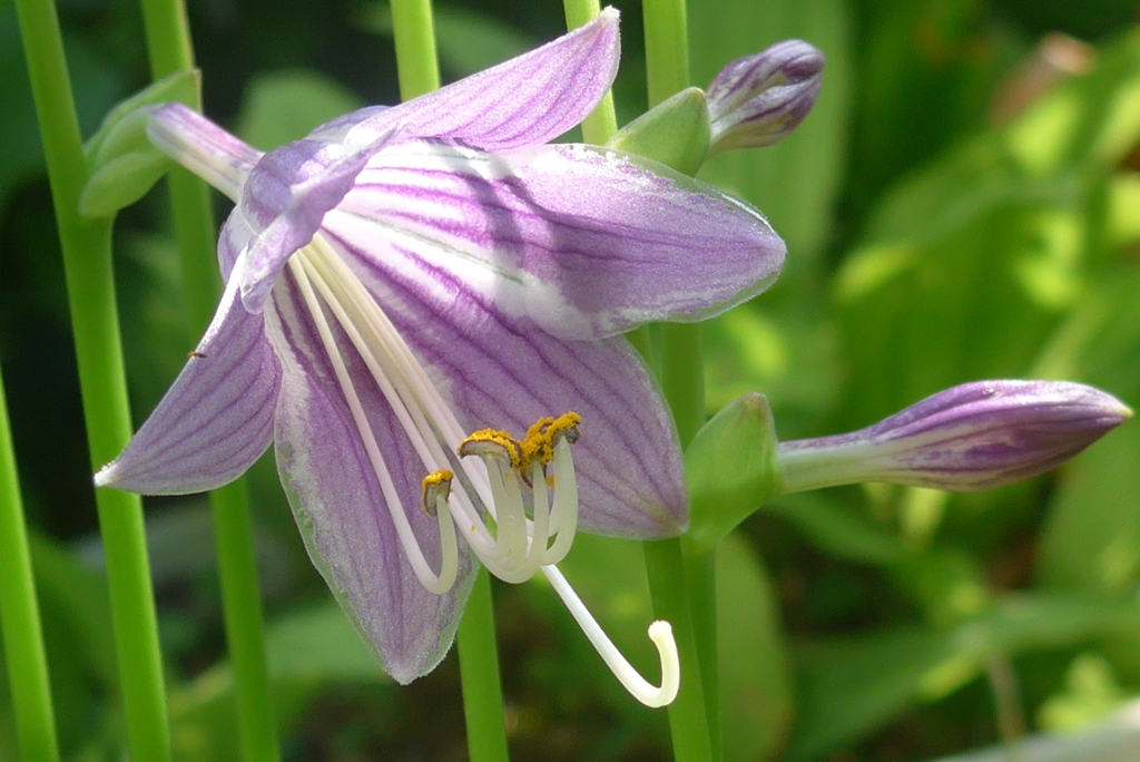 P1270855　ギボウシ。