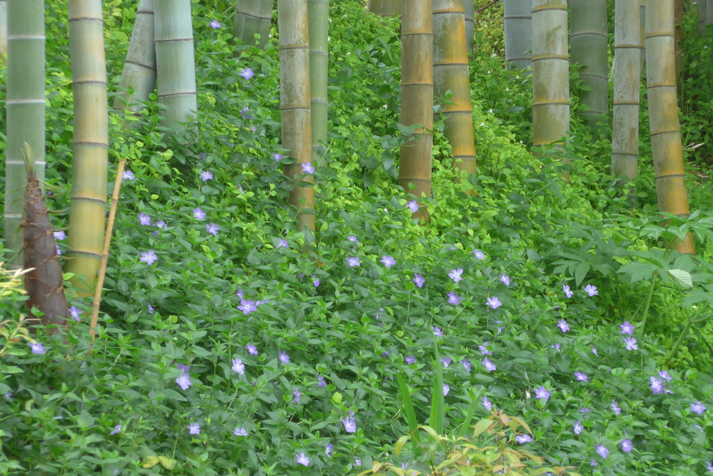 P1220197　竹とツルニチニチソウ